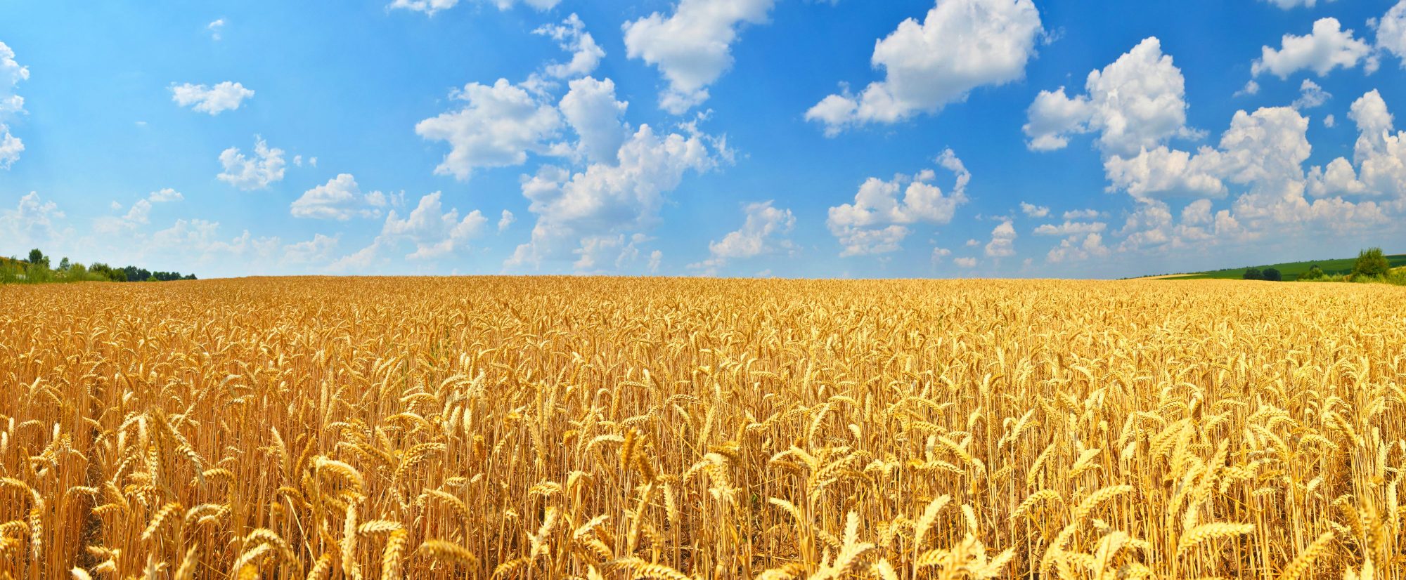 Wheat field UK Agricultural Finance