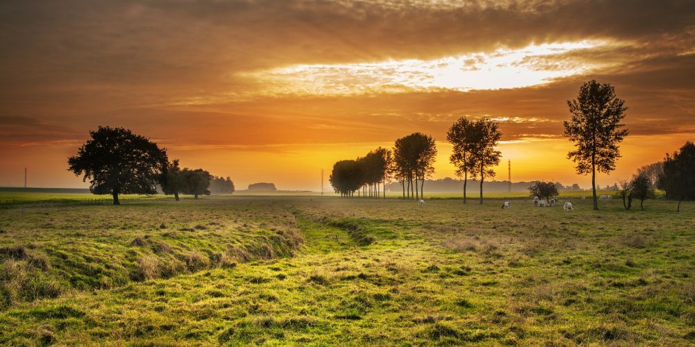 Agricultural Finance Recovery And Restructure