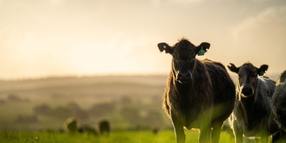 Agricultural Finance