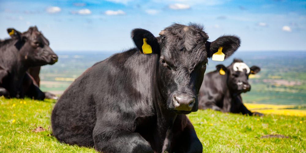 Livestock Finance For Beef Processing And Diversification