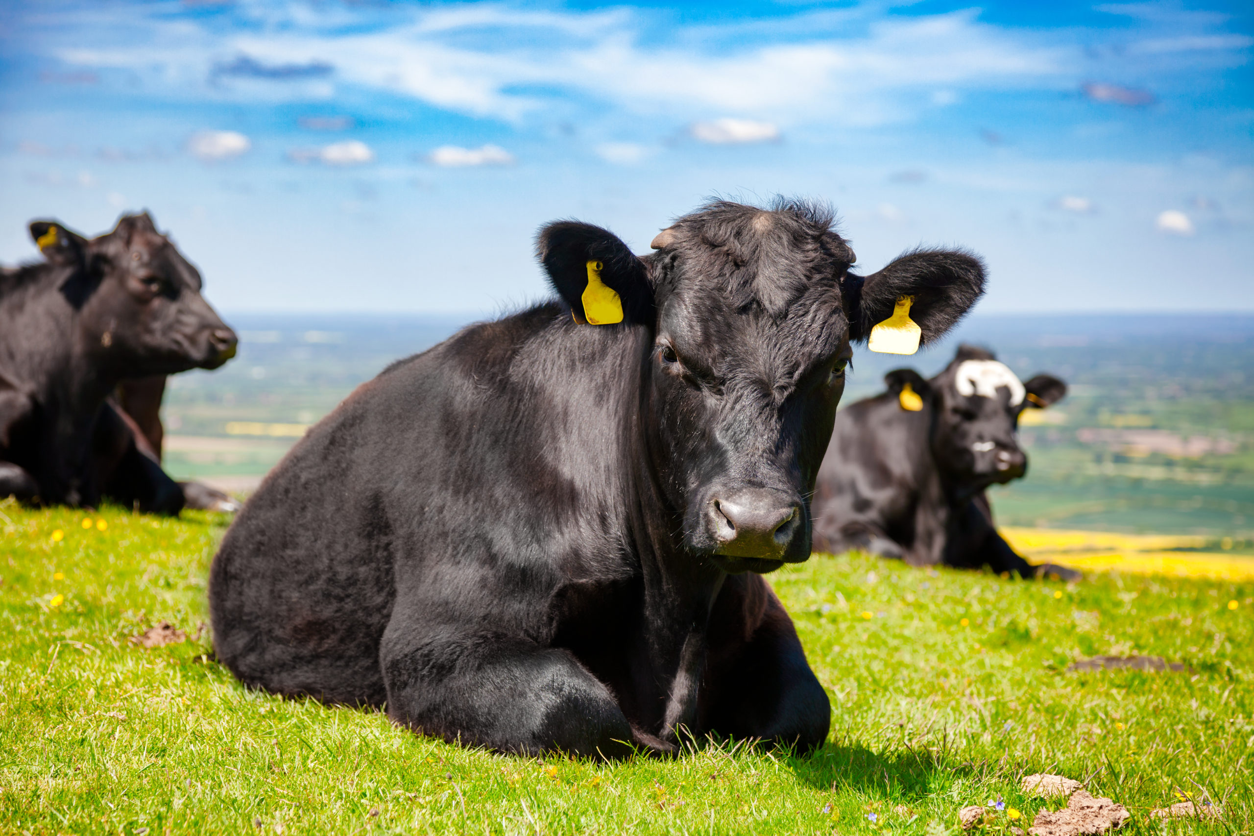Livestock finance for beef processing and diversification