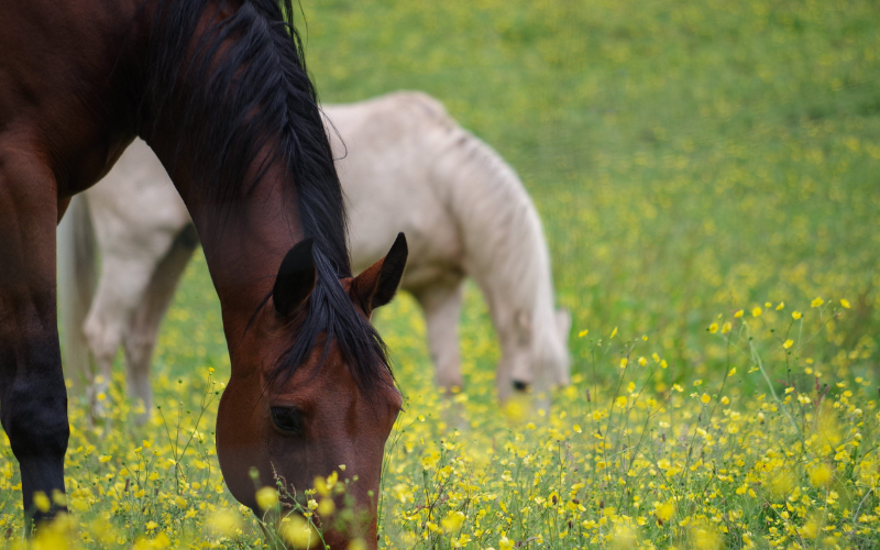 Agricultural Property Loan