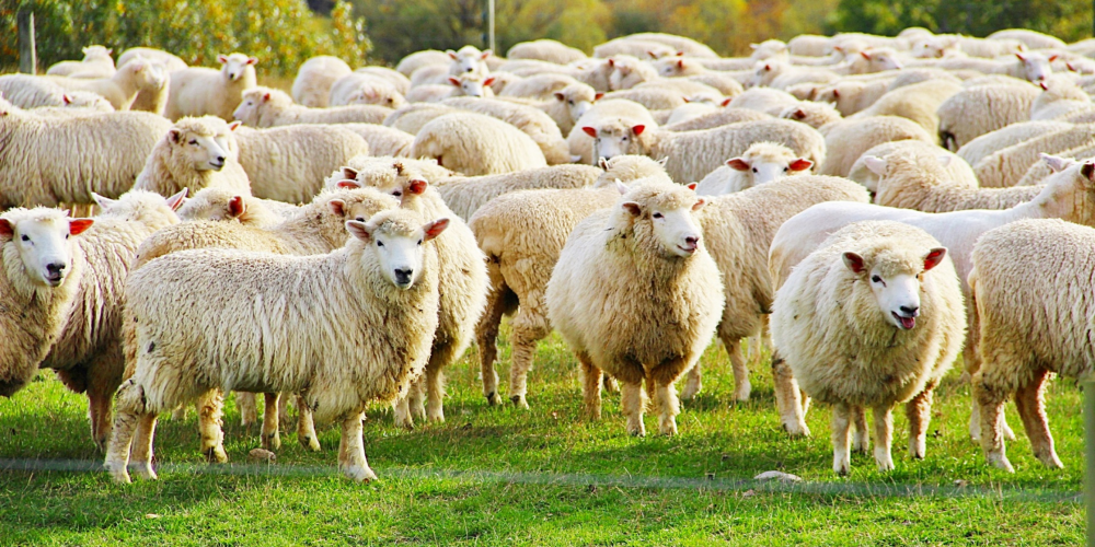 Sheep Grazing Contact Farming And Term Loans
