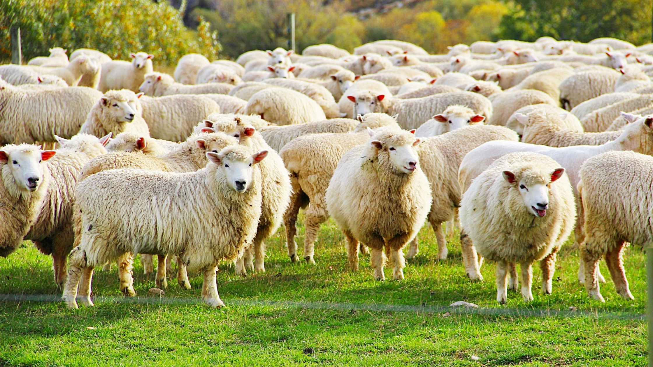 Sheep grazing contact farming and term loans