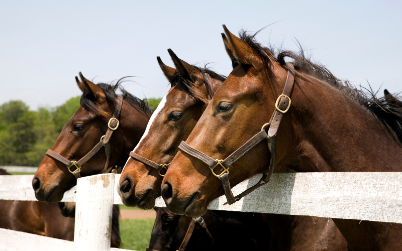 Equestrian Loan