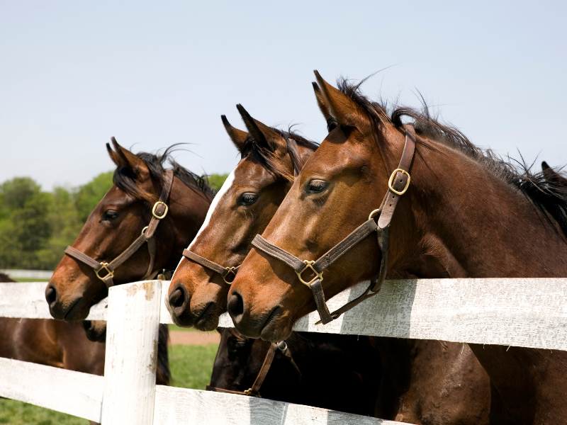 Equestrian loan