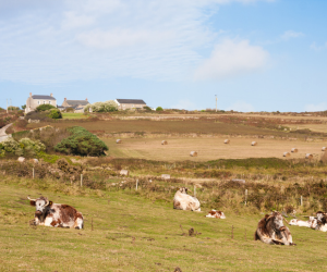 Tracey Returning Agricultural Borrowers In Cornwall